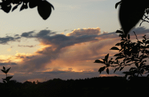 sunset-with-plant